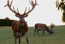 Nový případ pytláctví v Židlochovicích: Nebuďme lhostejní k podobnému jednání